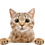 teslakitty